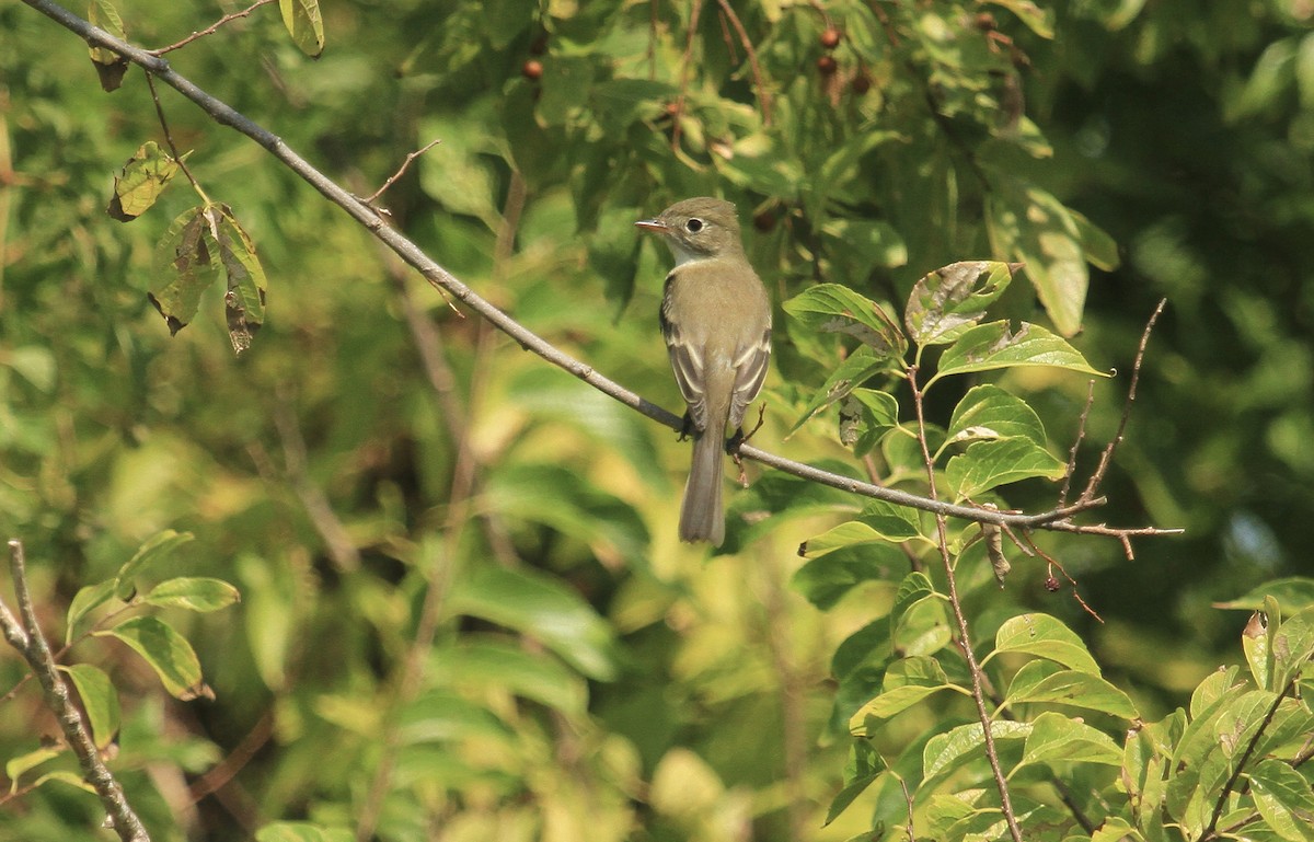 Least Flycatcher - Esme Rosen