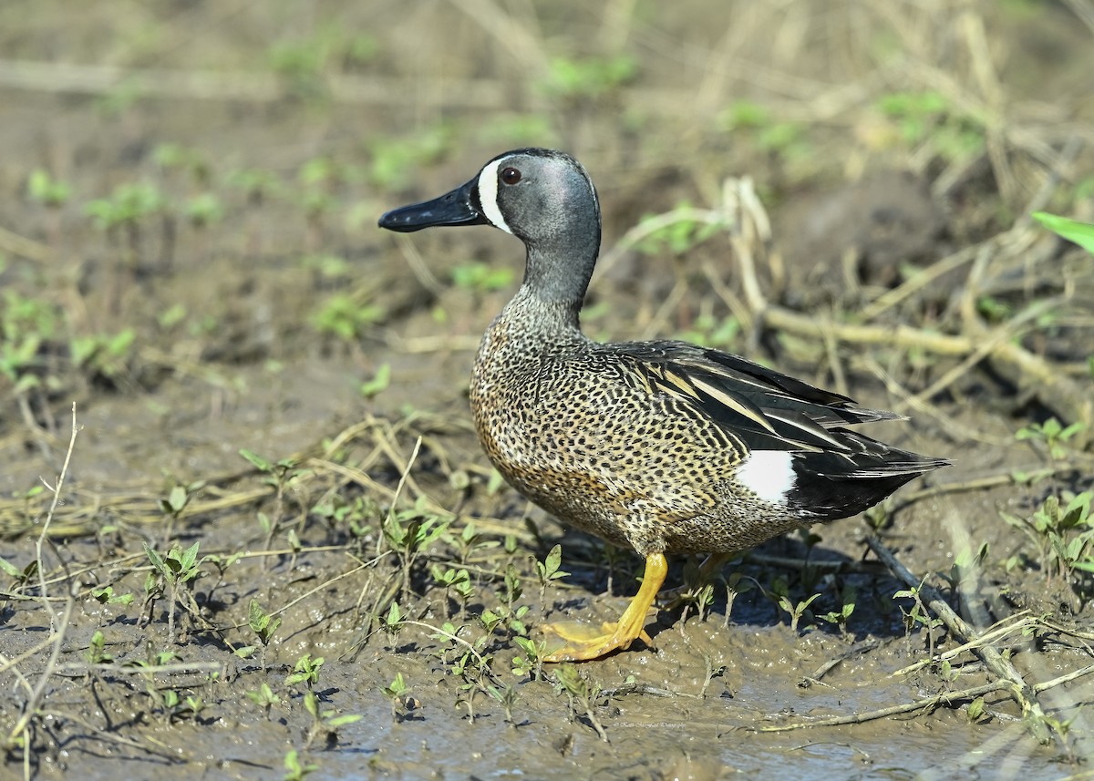 Blauflügelente - ML619032918