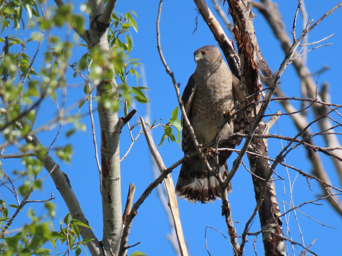 Cooper's Hawk - ML619032922