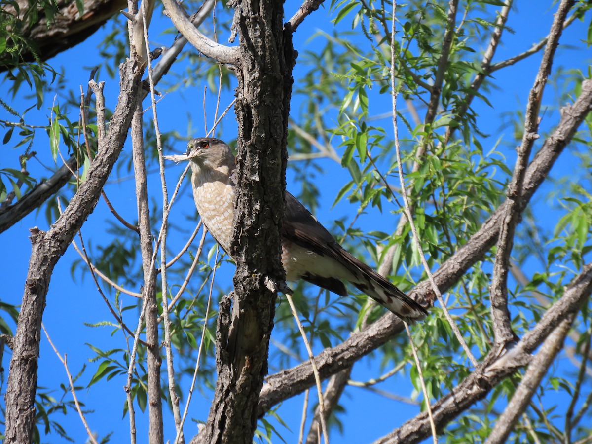 Cooper's Hawk - ML619032923