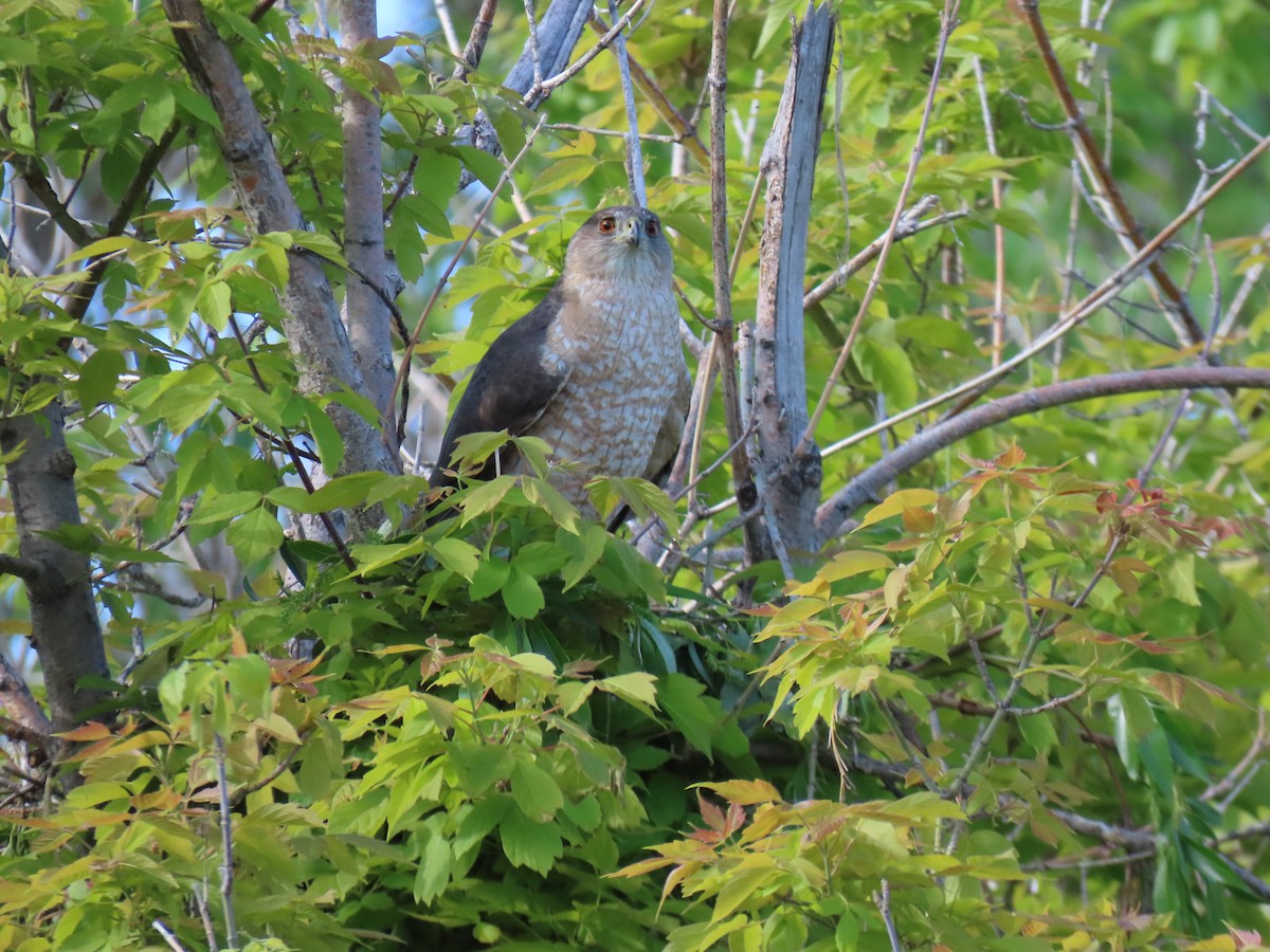 Cooper's Hawk - ML619032925