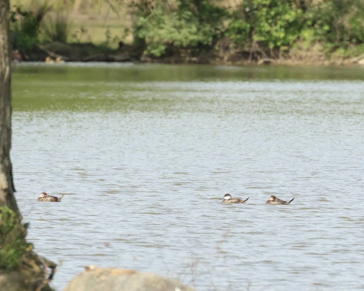 Ruddy Duck - Amy Ondrus