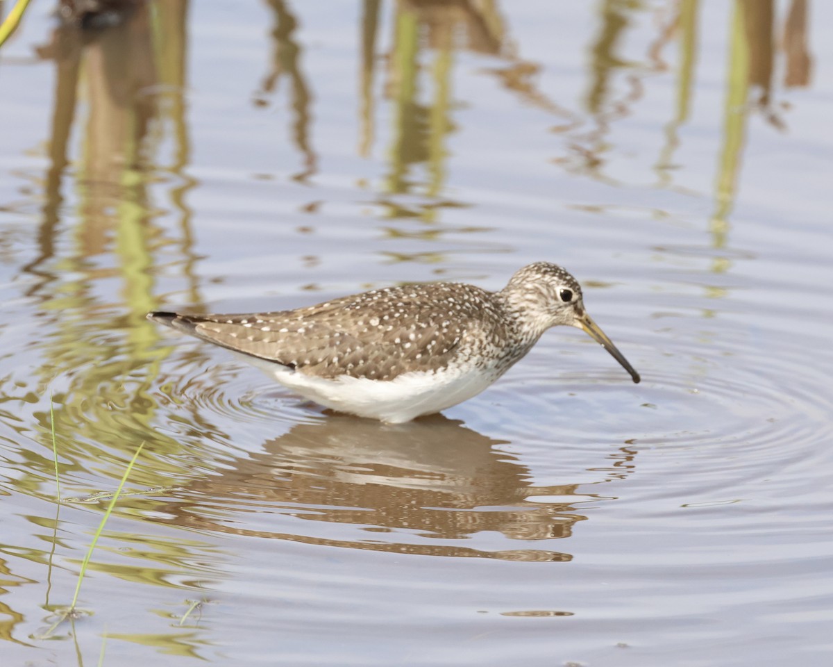 Solitary Sandpiper - ML619032946