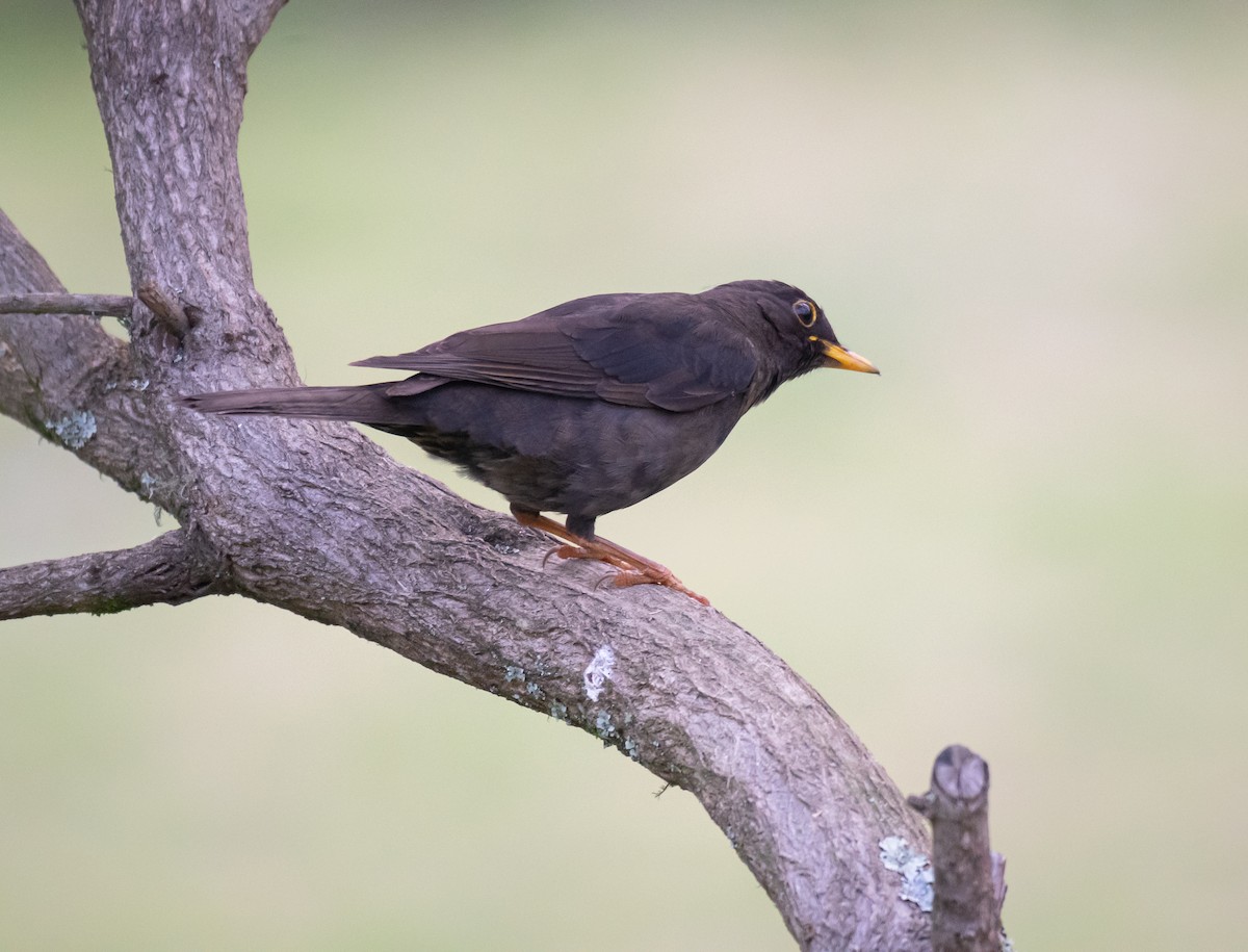 Black Thrush - ML619032954