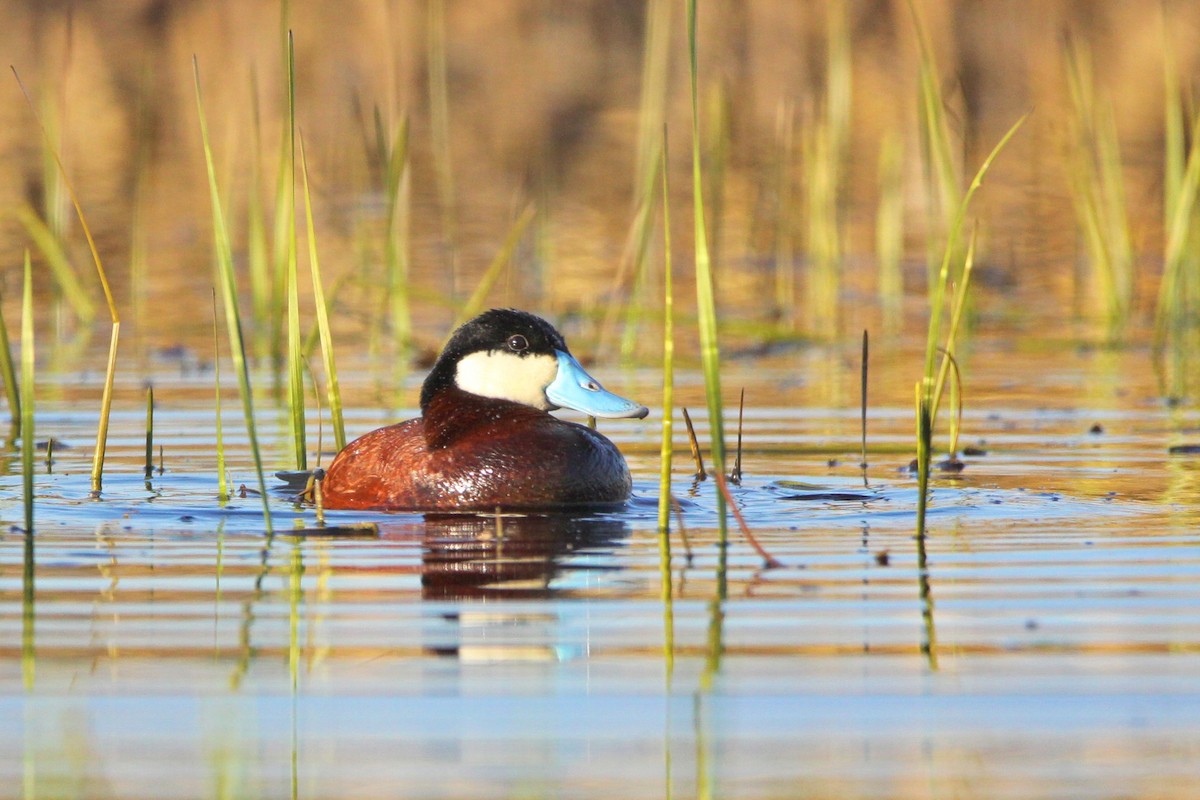 Ruddy Duck - Josiah Andring