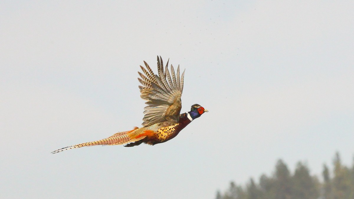 Ring-necked Pheasant - Josiah Andring