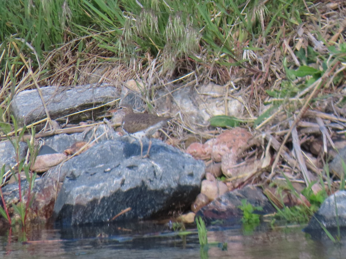 Spotted Sandpiper - Cyndy Johnson