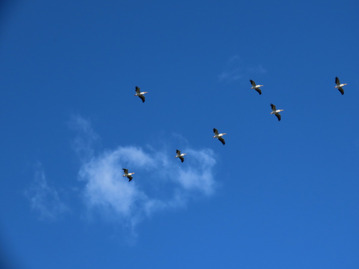 American White Pelican - Cyndy Johnson