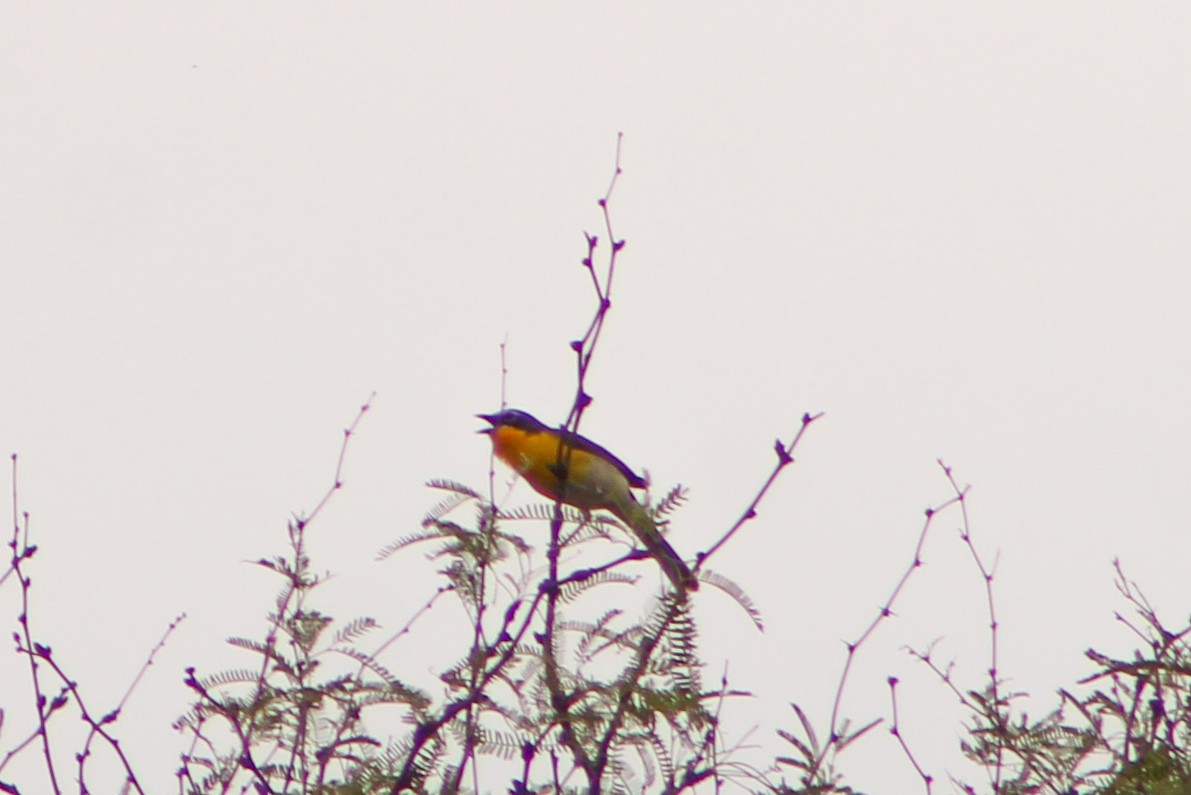 Yellow-breasted Chat - ML619032992