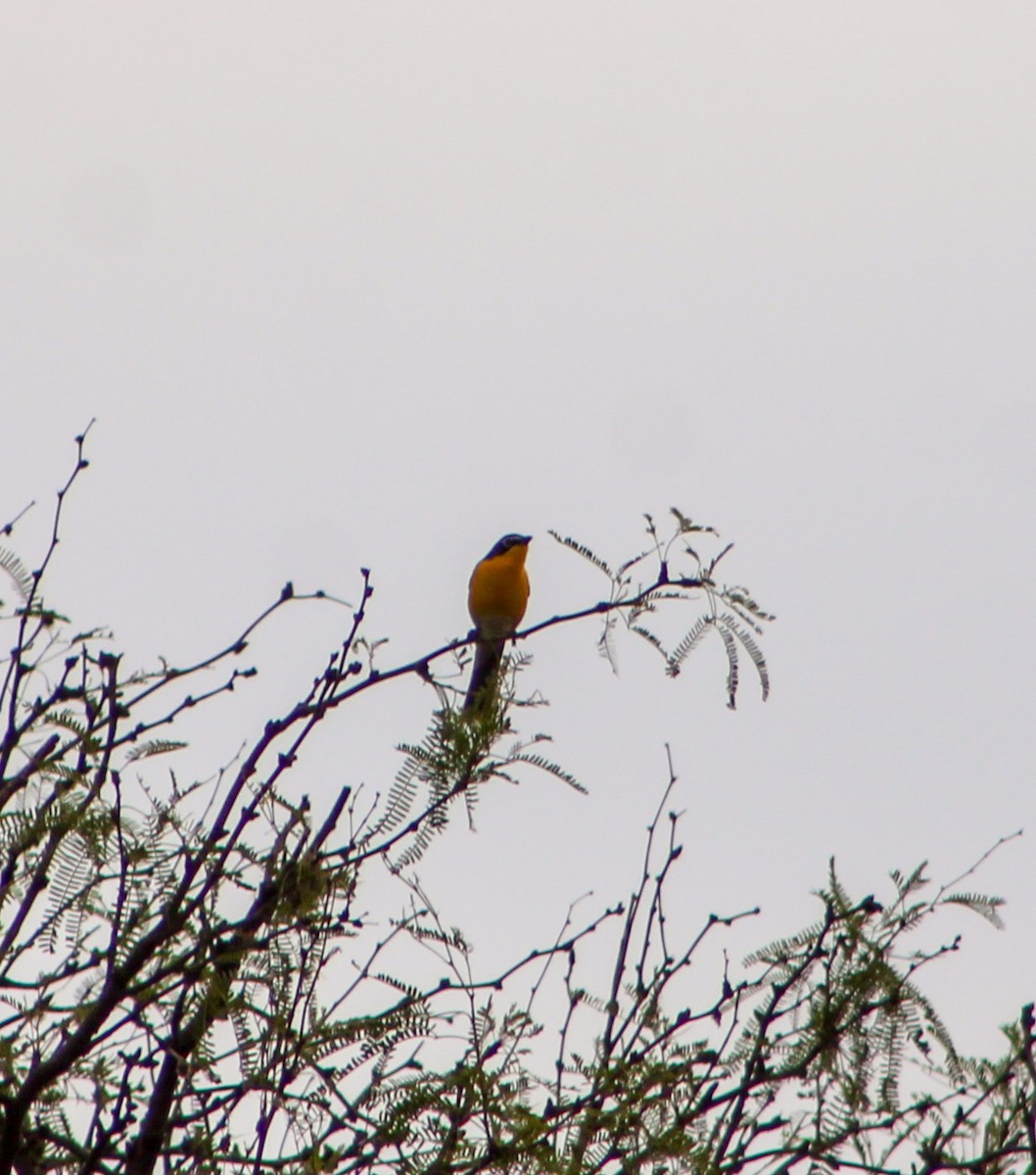 Yellow-breasted Chat - ML619032993