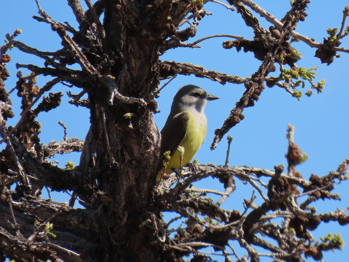 Western Kingbird - Cyndy Johnson