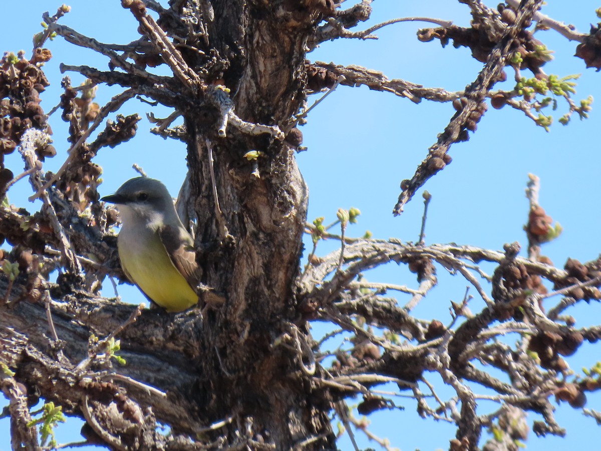 Western Kingbird - Cyndy Johnson