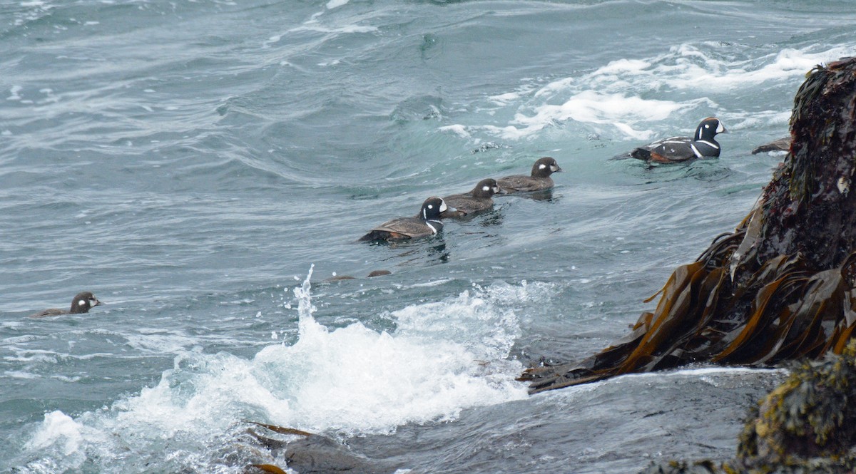 Harlequin Duck - ML619033009