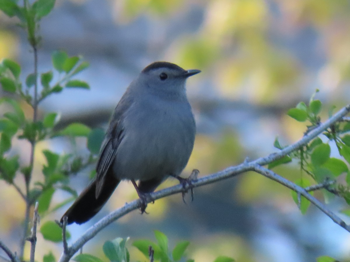 Gray Catbird - Cyndy Johnson