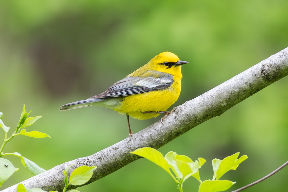 Blue-winged Warbler - Cody Limber