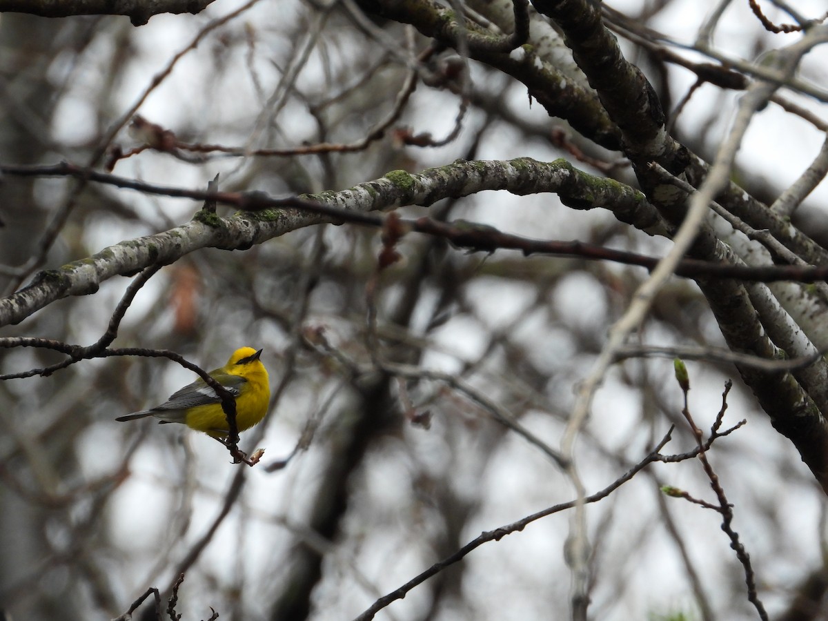 Blue-winged Warbler - ML619033055