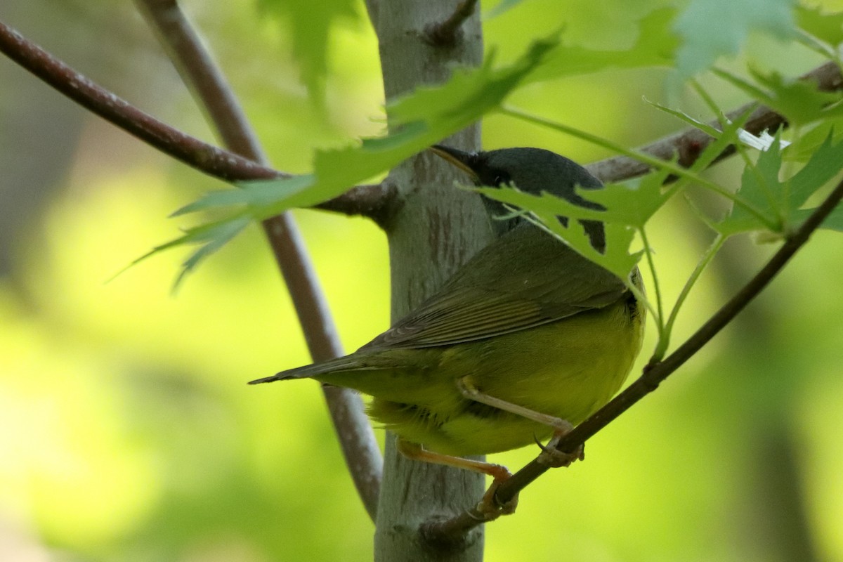 Mourning Warbler - Aaron Oppelt