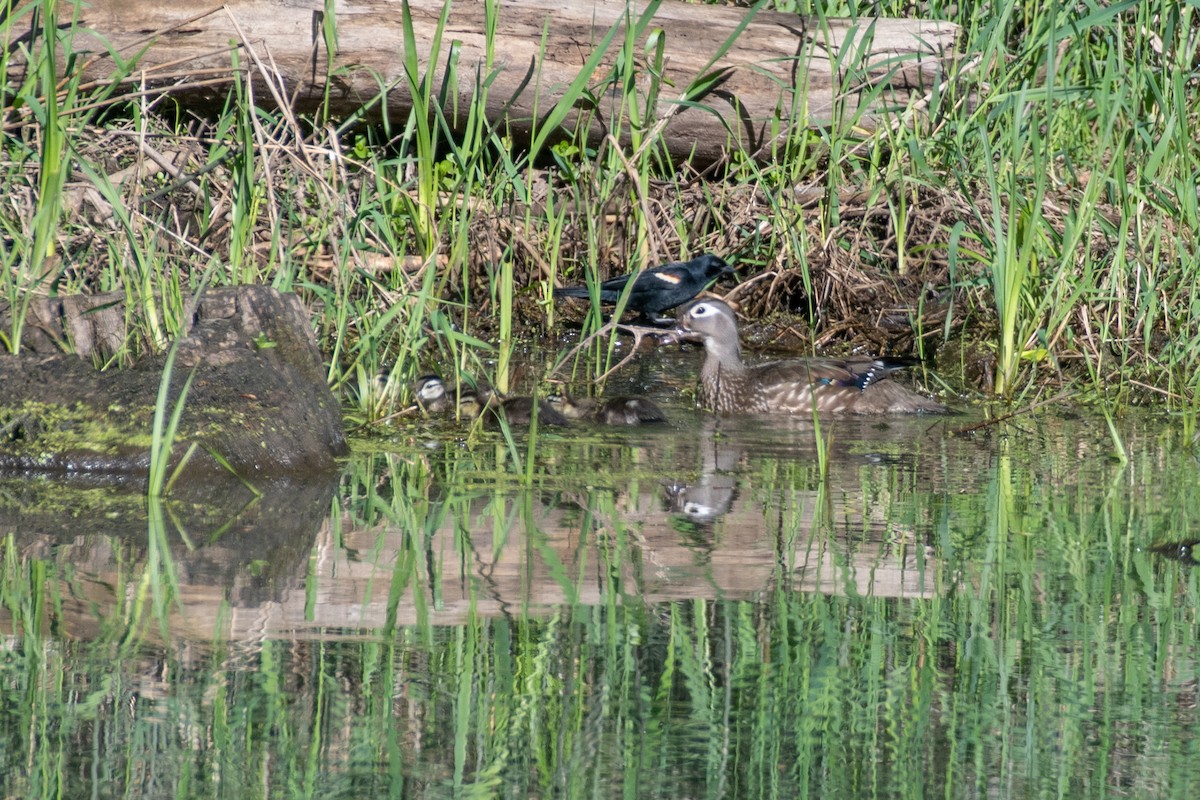 Wood Duck - Cody Limber