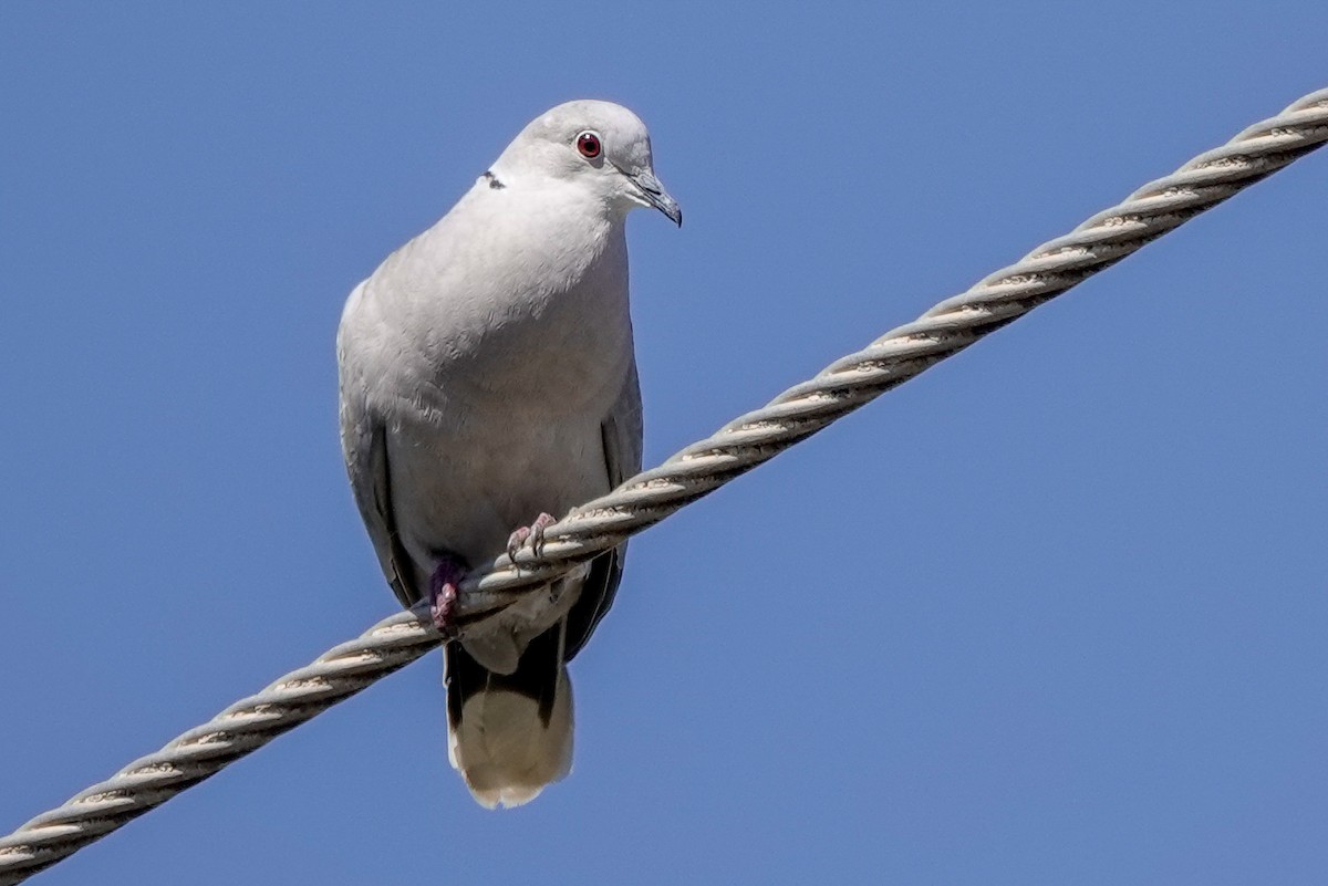 Eurasian Collared-Dove - ML619033081