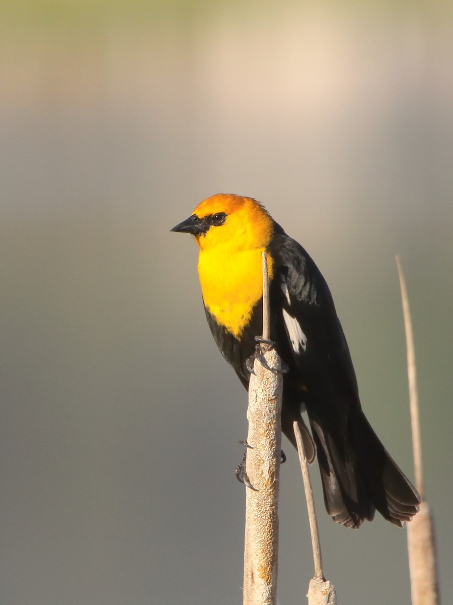 Yellow-headed Blackbird - Josiah Andring