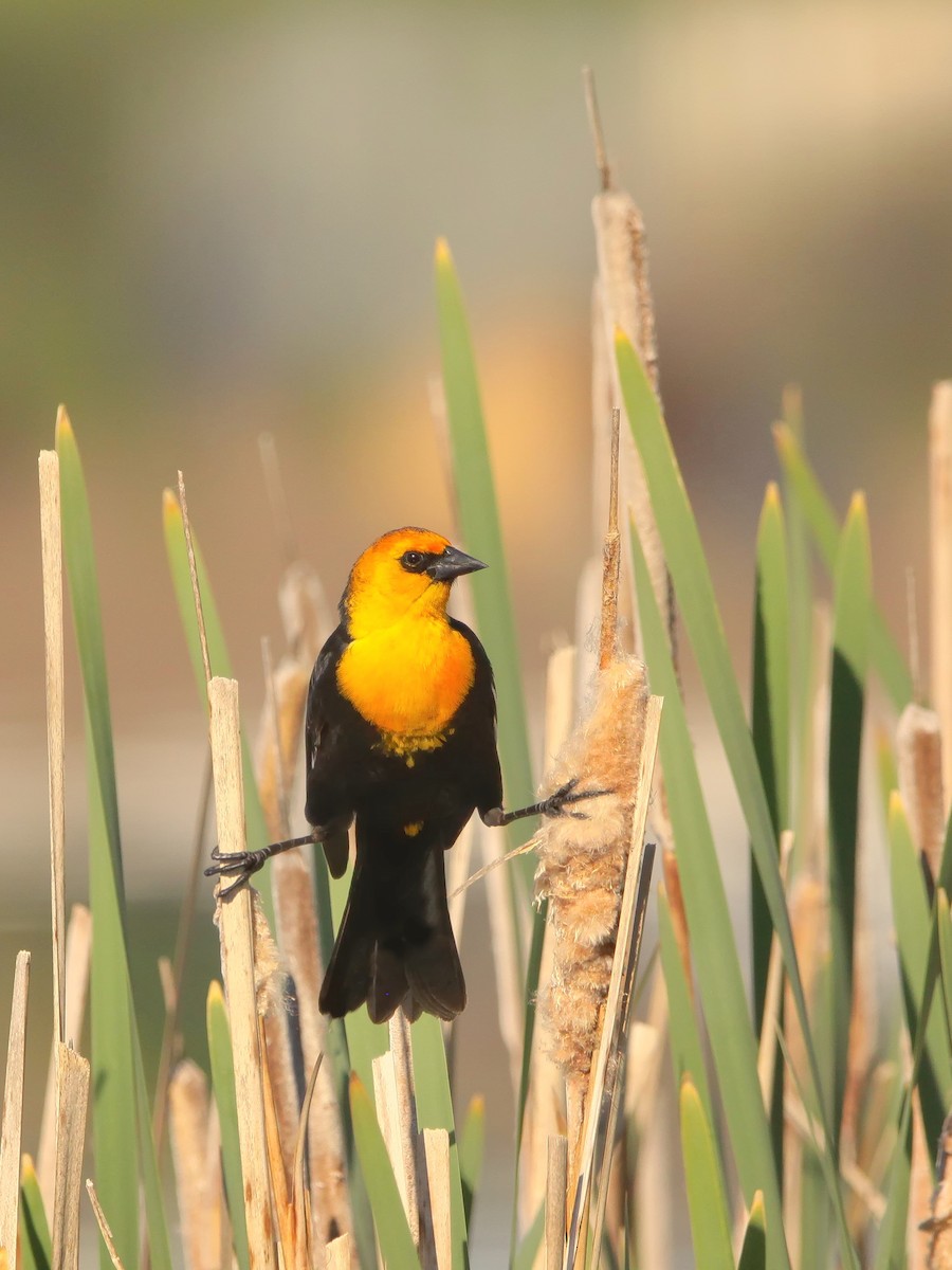 Yellow-headed Blackbird - Josiah Andring