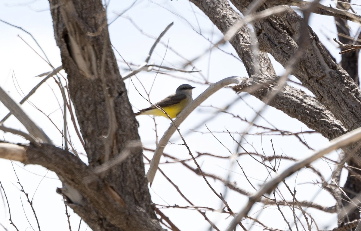 Western Kingbird - ML619033108