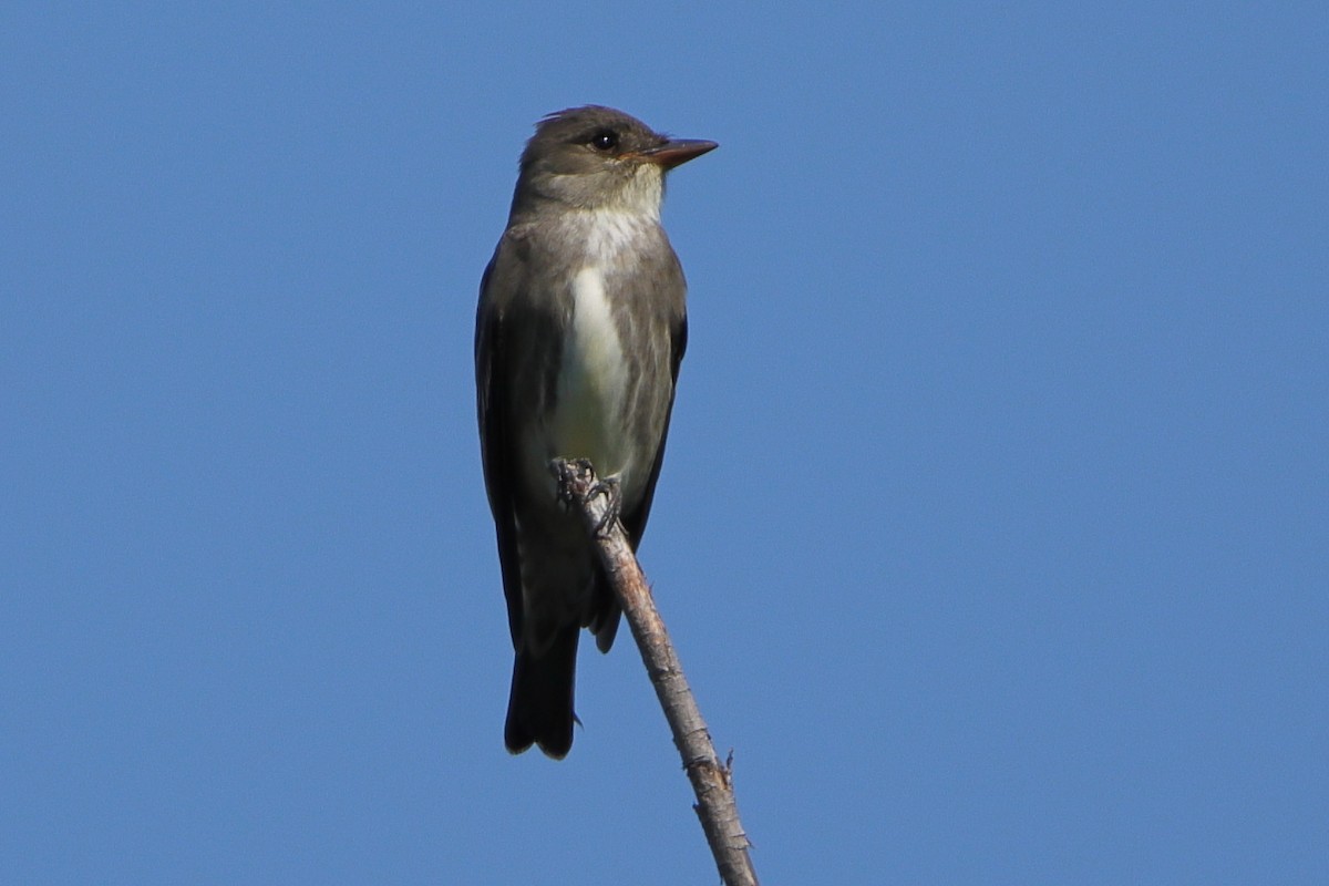 Olive-sided Flycatcher - Aaron Oppelt