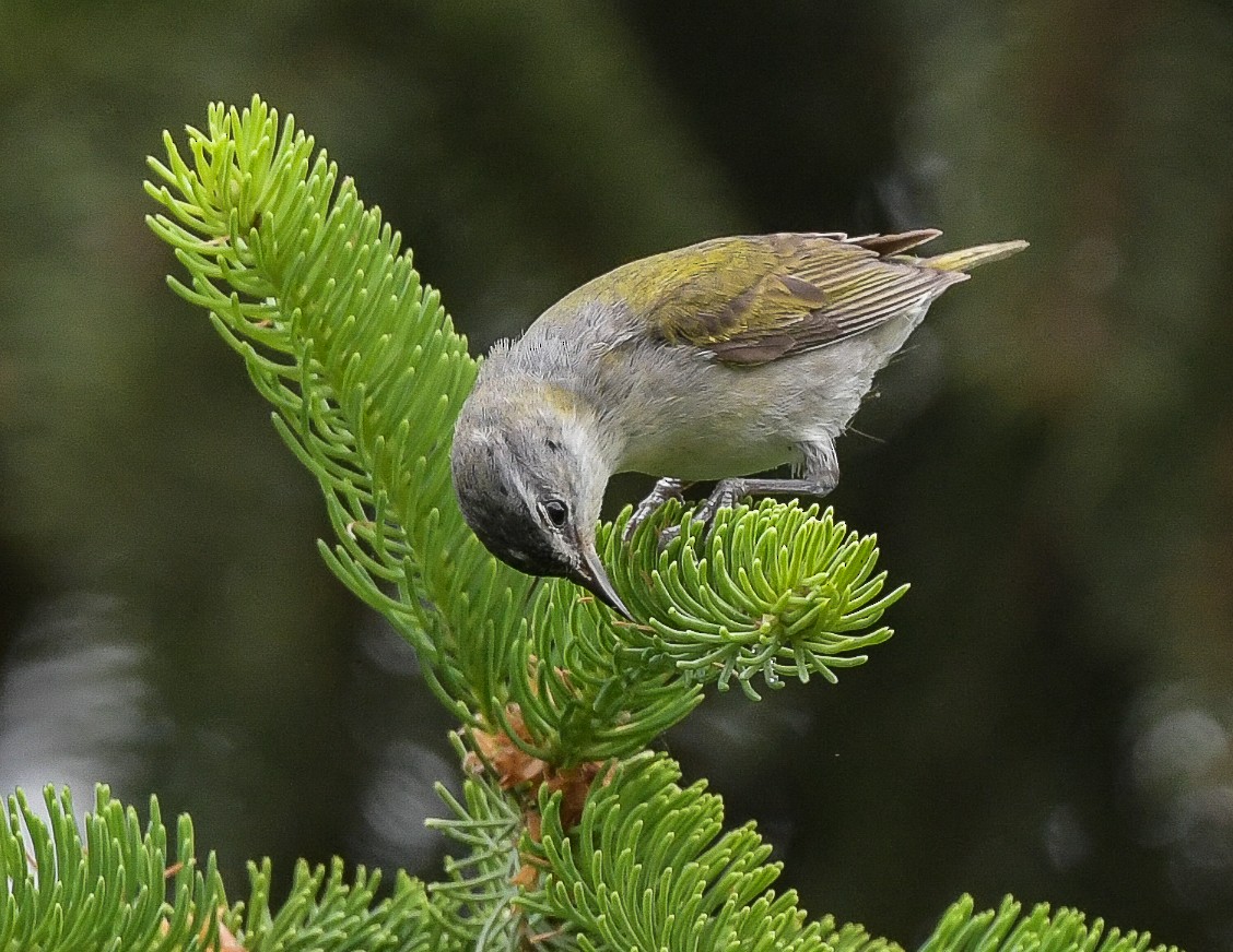 Tennessee Warbler - Lisa Klepacz