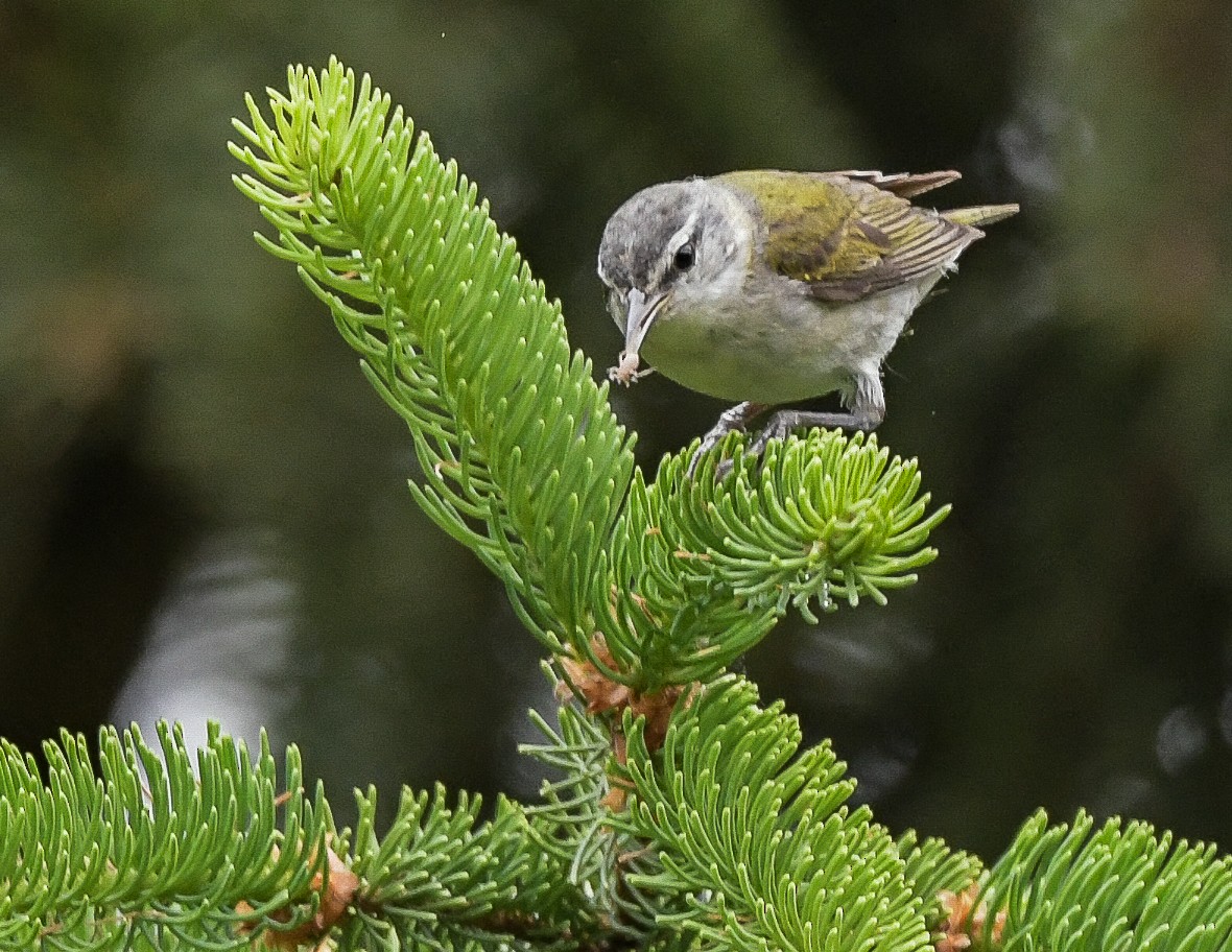 Tennessee Warbler - Lisa Klepacz