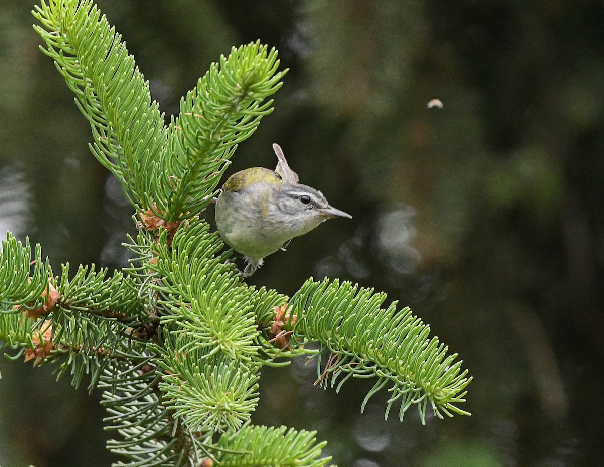 Tennessee Warbler - Lisa Klepacz