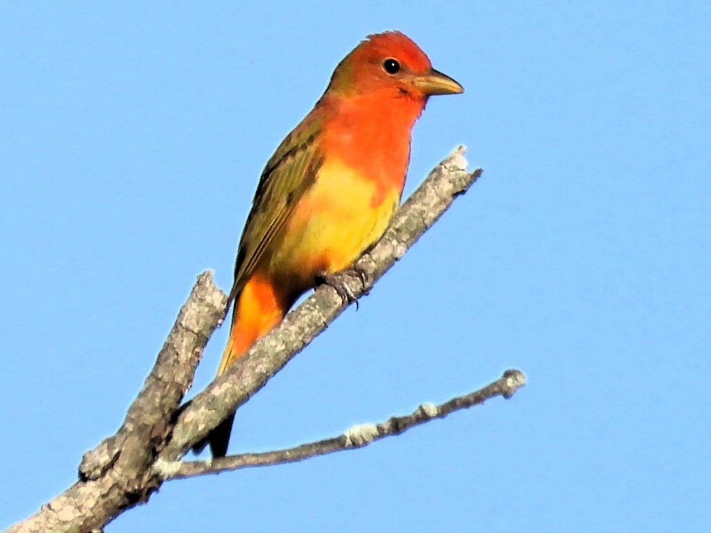 Summer Tanager - Robert Neill