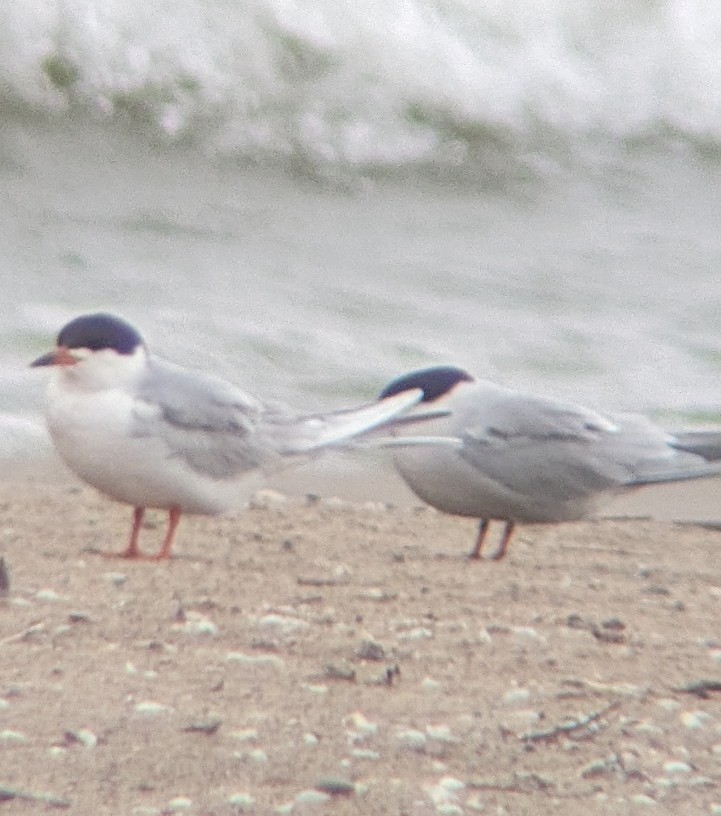 Forster's Tern - Dan Michler