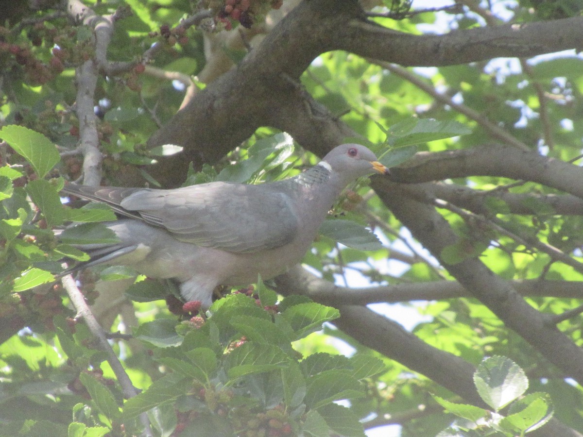 Band-tailed Pigeon - Adam Burnett