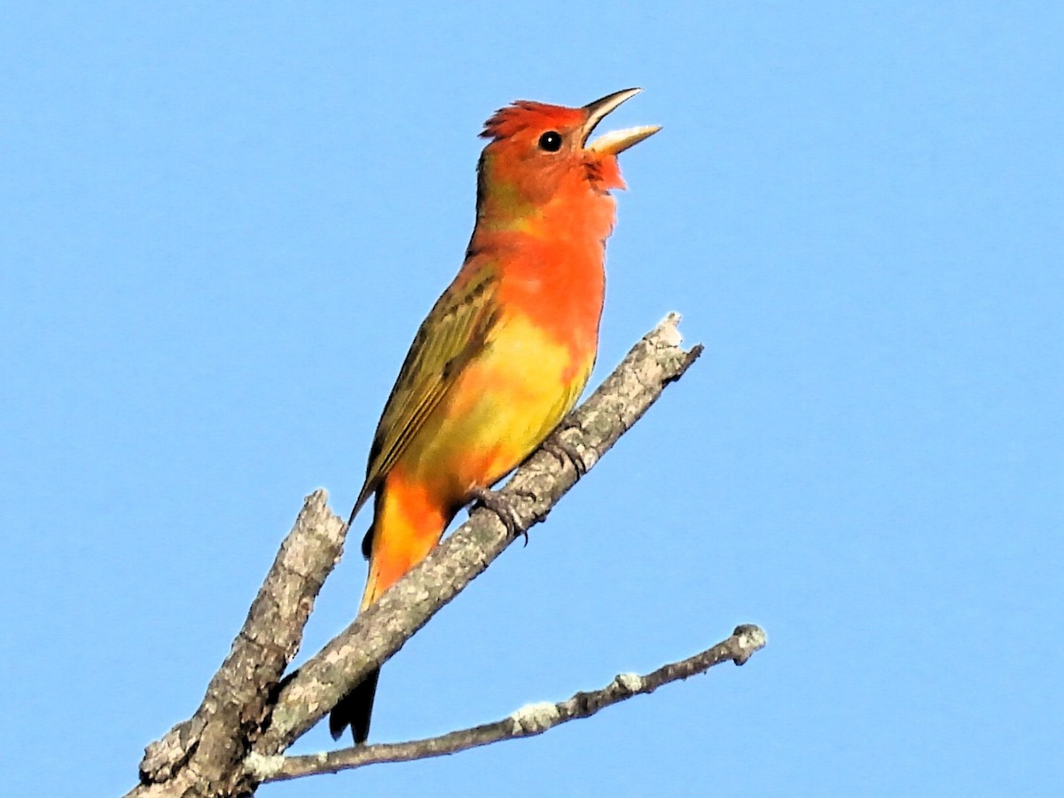 Summer Tanager - Robert Neill