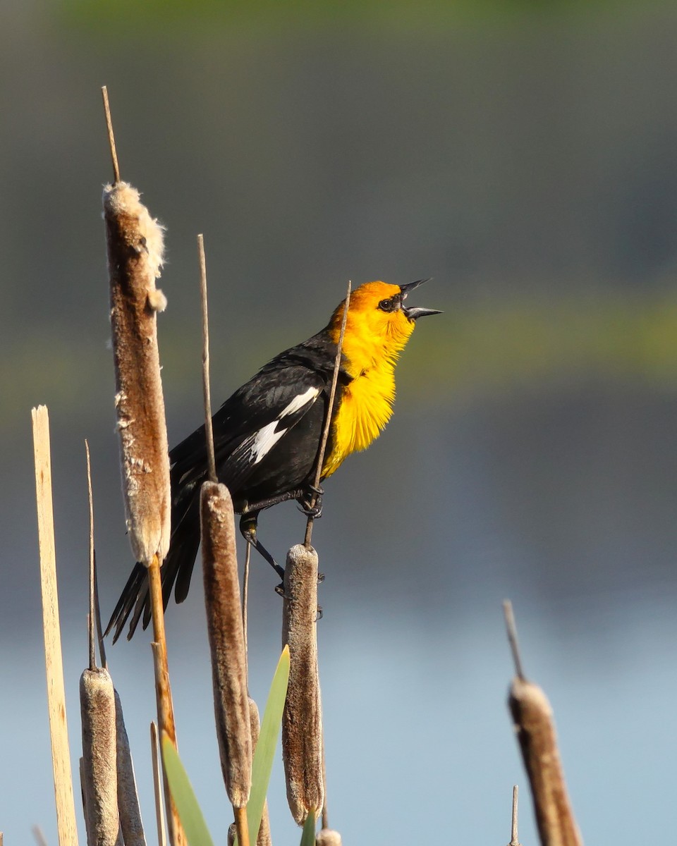 Yellow-headed Blackbird - Josiah Andring