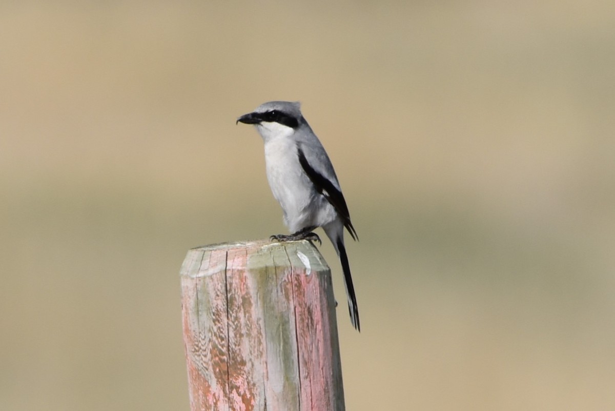 Loggerhead Shrike - Kathy Major