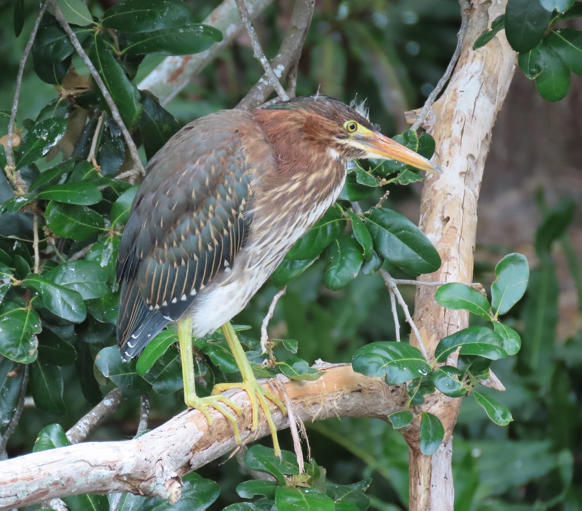 Green Heron - ML619033175