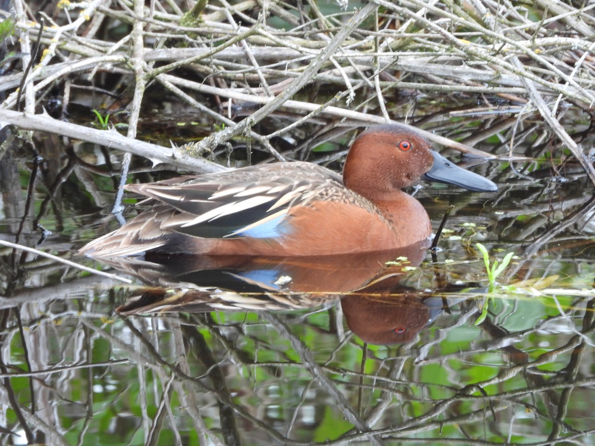 Cinnamon Teal - robert goff