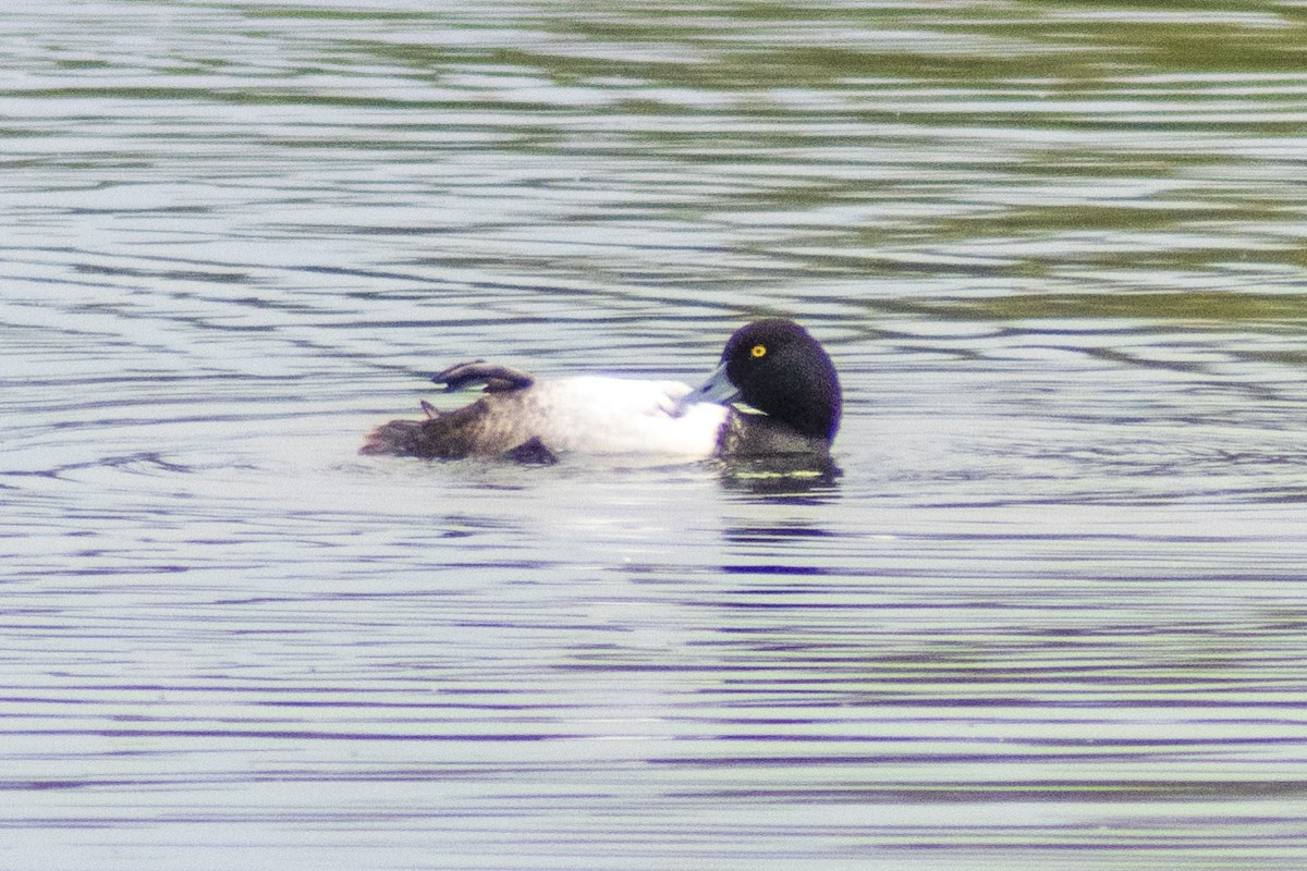 Lesser Scaup - Steve Coates