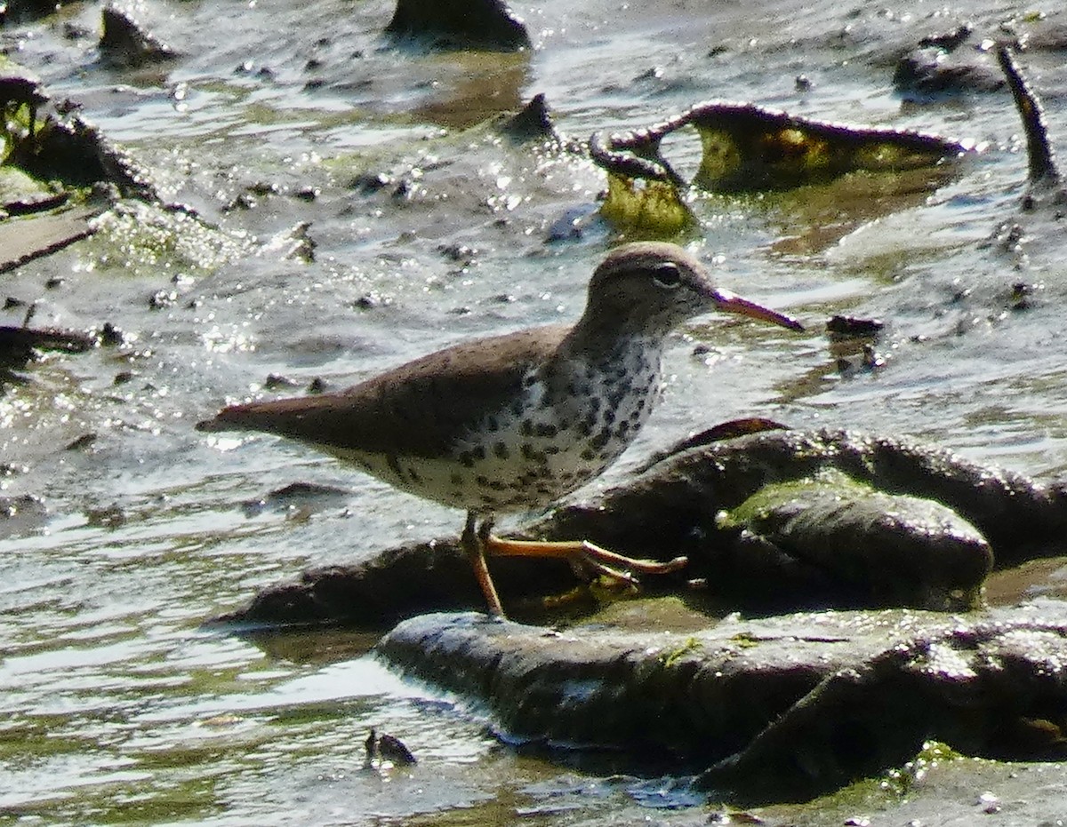 Spotted Sandpiper - ML619033201