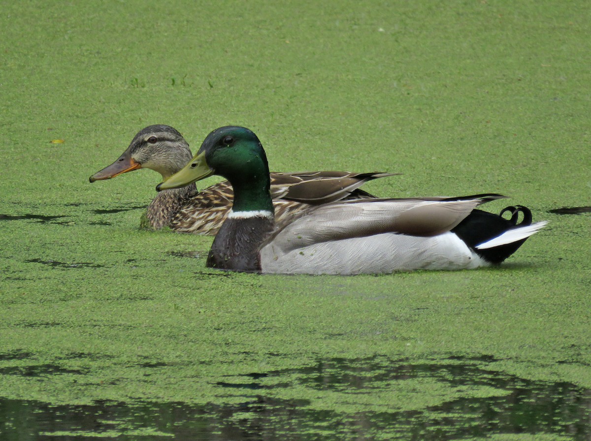 Canard colvert - ML619033203