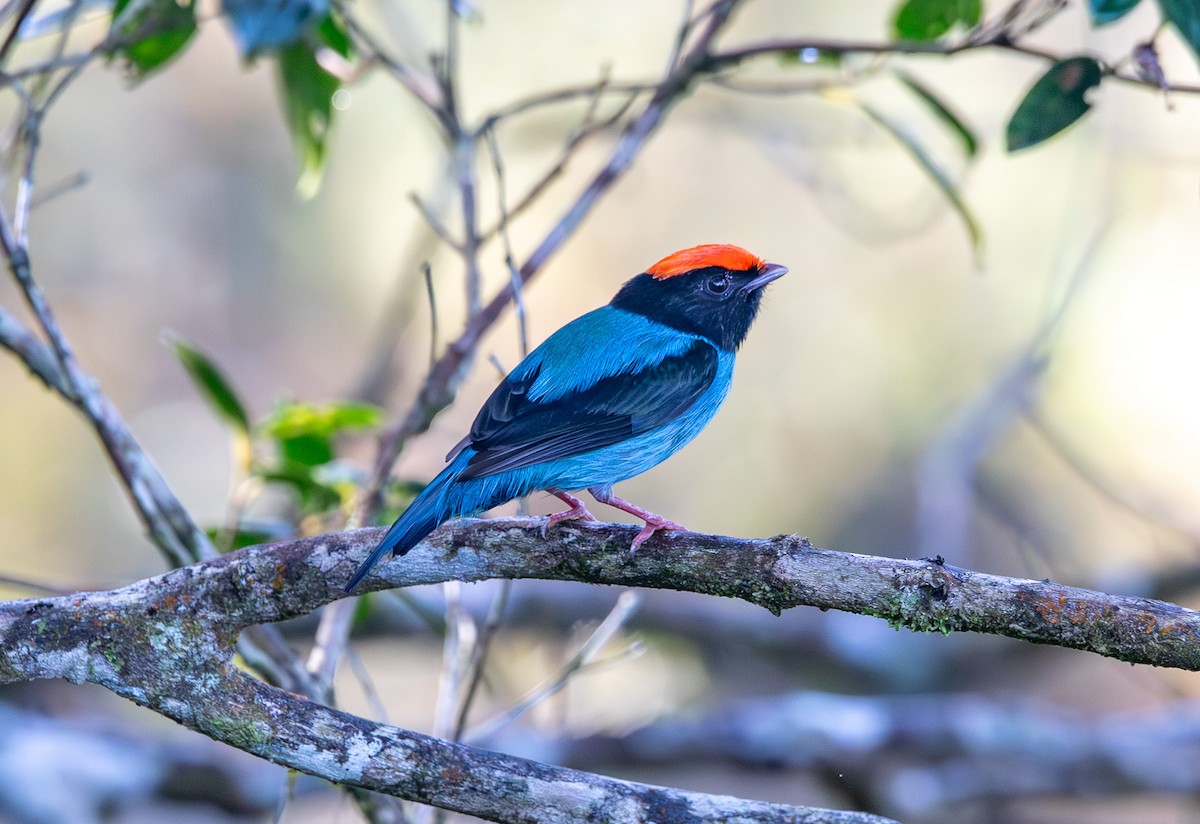 Swallow-tailed Manakin - Helder Lotto