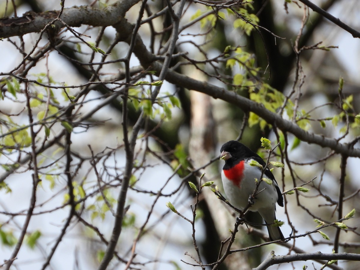 Rose-breasted Grosbeak - ML619033243