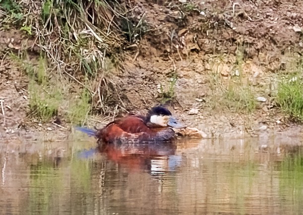 Ruddy Duck - ML619033254