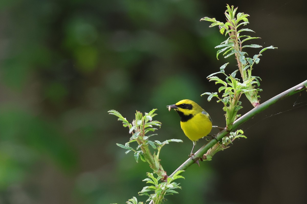 Lawrence's Warbler (hybrid) - James Lees