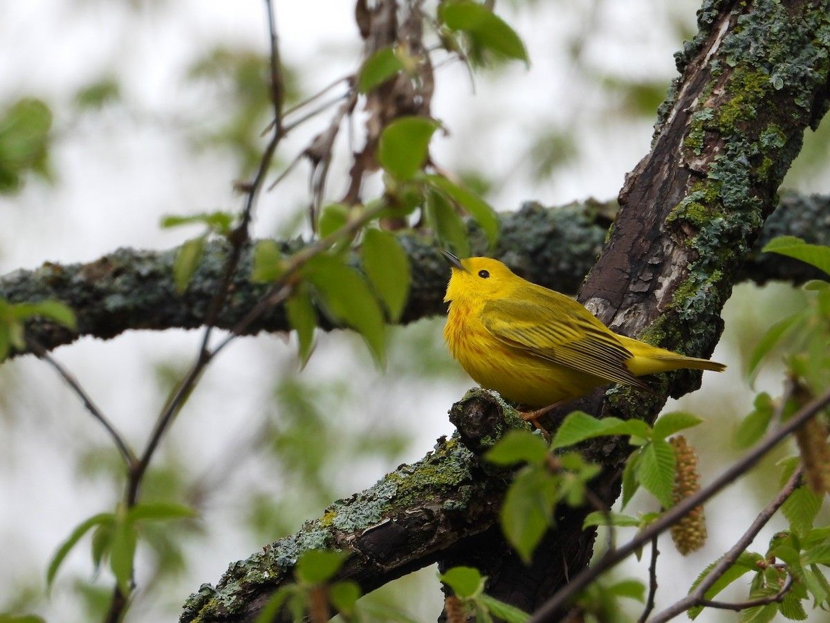 Yellow Warbler (Northern) - ML619033275