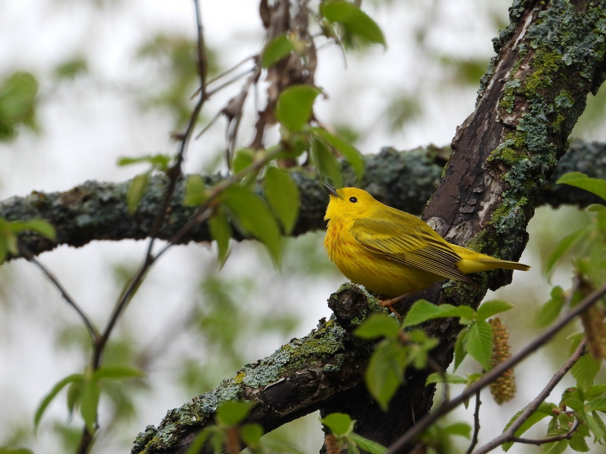 Paruline jaune - ML619033275