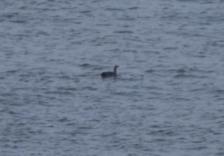 Red-throated Loon - ML619033277