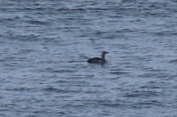 Red-throated Loon - ML619033278