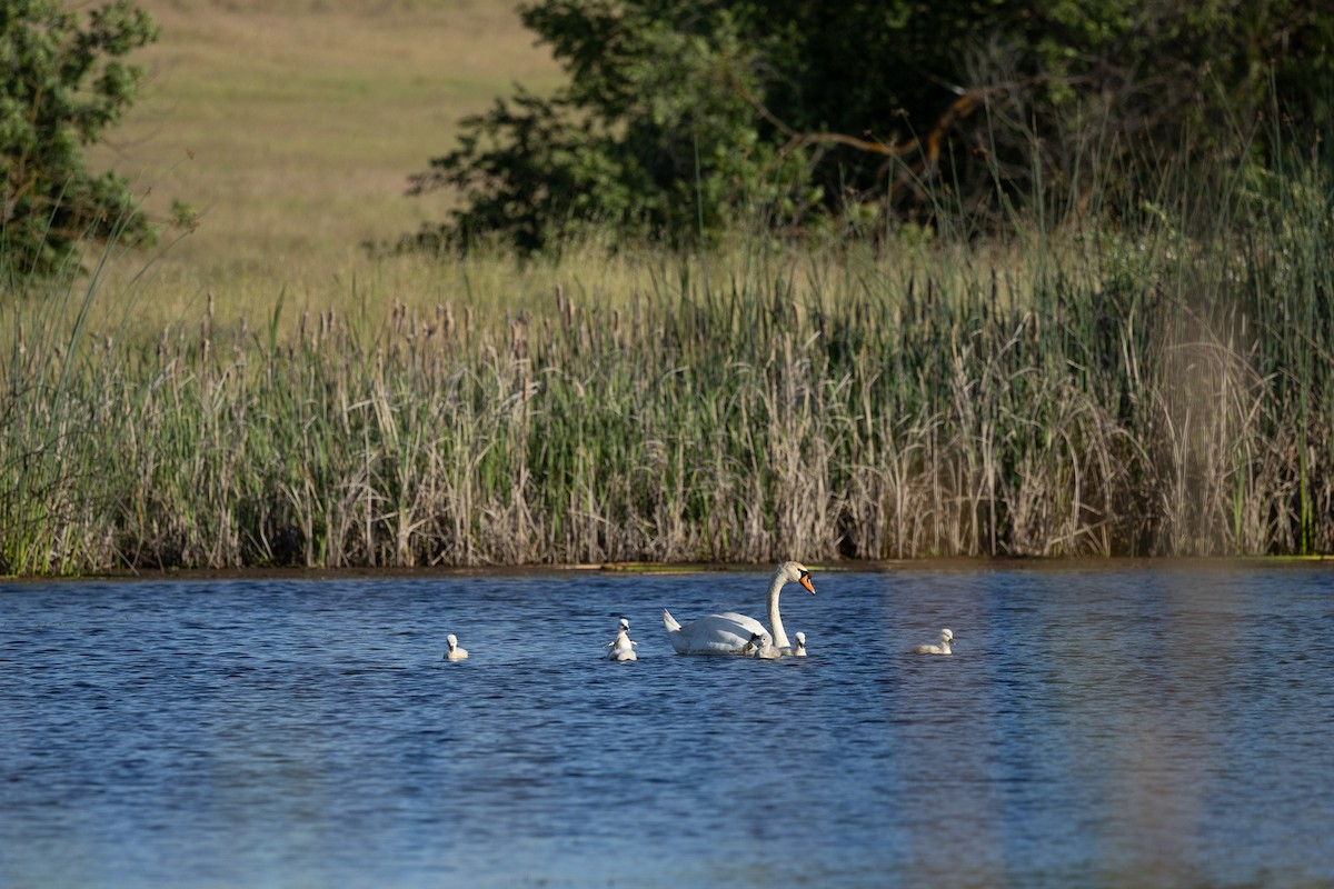 Mute Swan - Jeremy Hearne